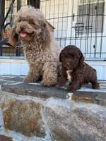 red man, a male Poodle - Toy  for sale in Roaring River, NC – Photo 3 of 4