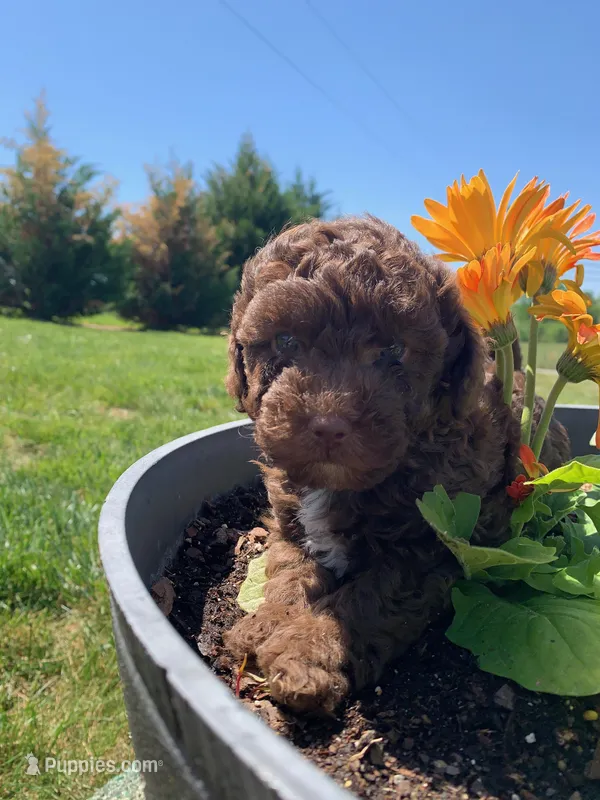 red man – Poodle - Toy  puppy for sale in Roaring River, NC