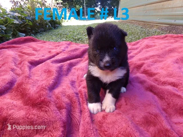 L3 – Siberian Husky puppy for sale in Roaring River, NC