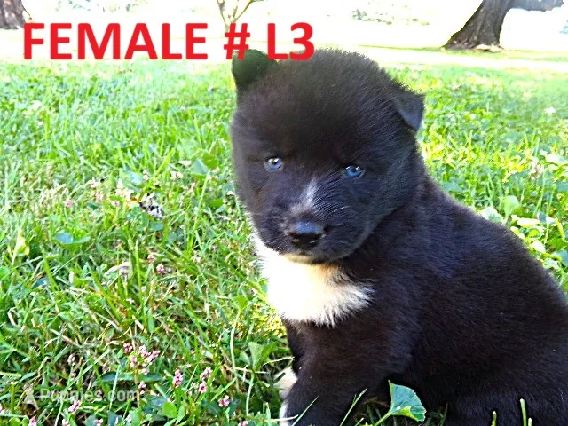 L3 – Siberian Husky puppy for sale in Roaring River, NC