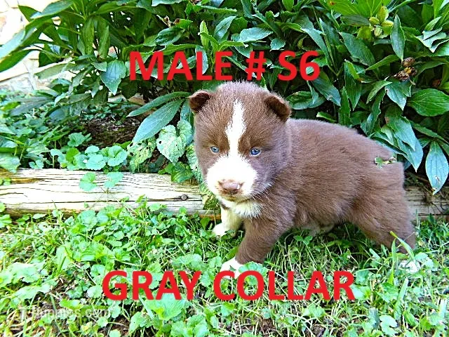 S6 – Siberian Husky puppy for sale in Roaring River, NC