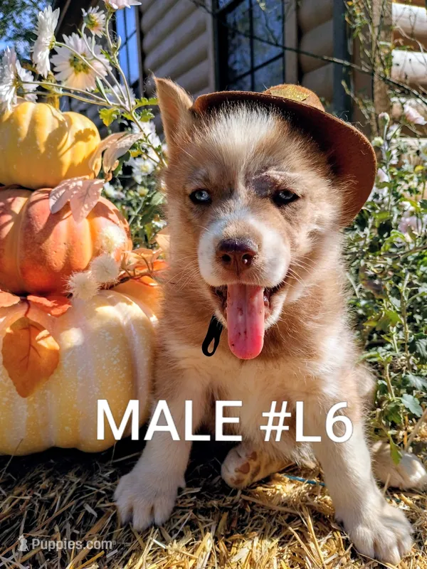 L6 – Siberian Husky puppy for sale in Roaring River, NC