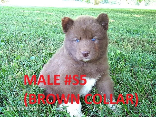 S5 – Siberian Husky puppy for sale in Roaring River, NC