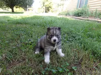 BA1, a female Siberian Husky for sale in Roaring River, NC – 3 of 4