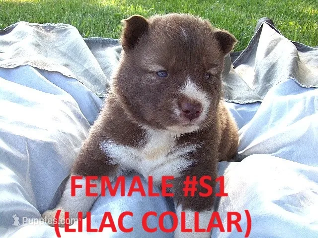 S1 – Siberian Husky puppy for sale in Roaring River, NC