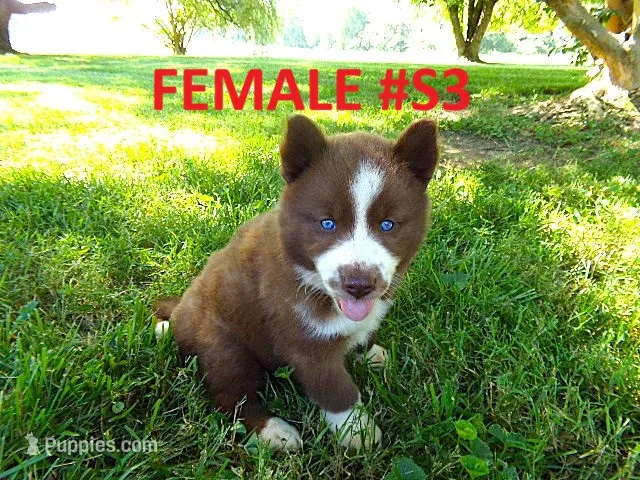 S3 – Siberian Husky puppy for sale in Roaring River, NC