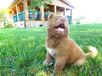 S7, a male Siberian Husky for sale in Roaring River, NC – 3 of 4