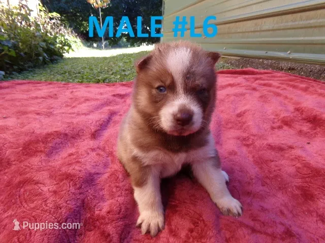 L6 – Siberian Husky puppy for sale in Roaring River, NC