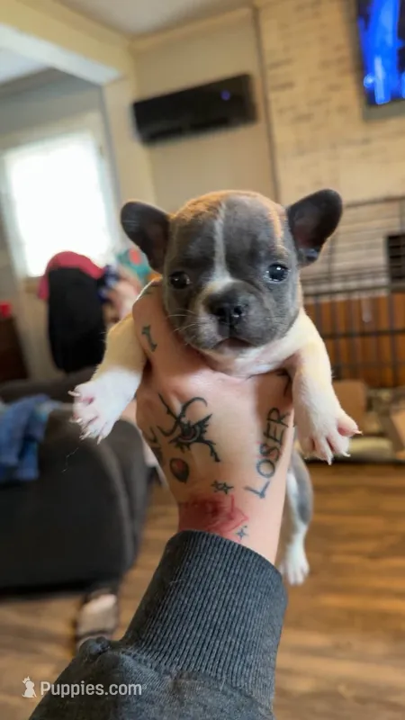 Princess – Frenchton puppy for sale in Roaring River, NC