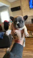 Princess, a female Frenchton for sale in Roaring River, NC – 1 of 1