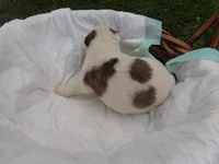 MA4, a male Siberian Husky for sale in Roaring River, NC – Photo 2 of 2