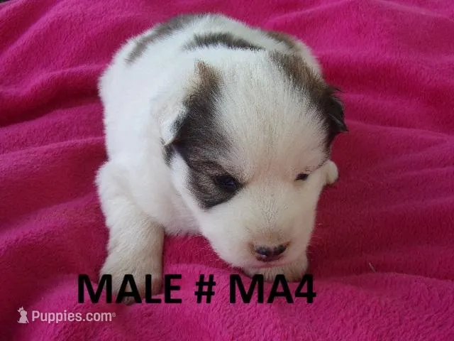 MA4 – Siberian Husky puppy for sale in Roaring River, NC