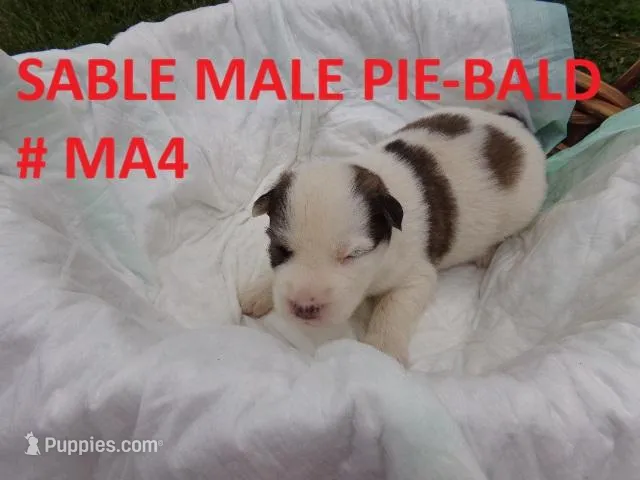 MA4 – Siberian Husky puppy for sale in Roaring River, NC