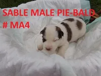MA4, a male Siberian Husky for sale in Roaring River, NC – Photo 1 of 2