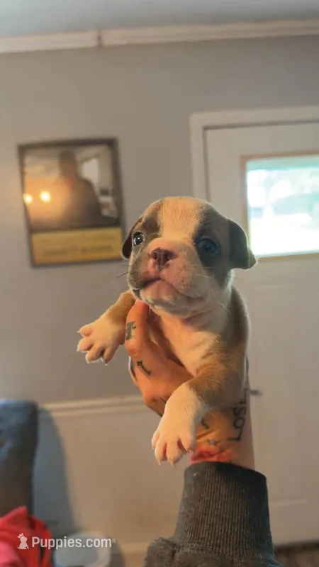 Chestnut – Frenchton puppy for sale in Roaring River, NC