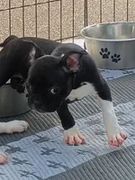 Fern, a female Boston Terrier for sale in Roaring River, NC – 2 of 3