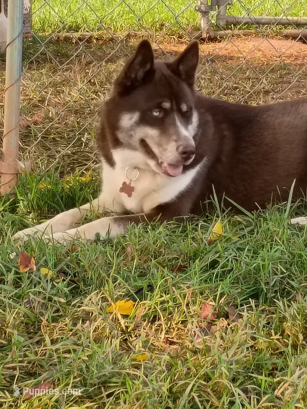 Benito – Siberian Husky puppy for sale in Roaring River, NC