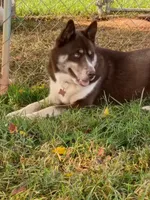 Benito, a male Siberian Husky for sale in Roaring River, NC – 1 of 3