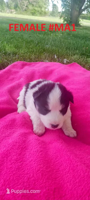 MA1 – Siberian Husky puppy for sale in Roaring River, NC