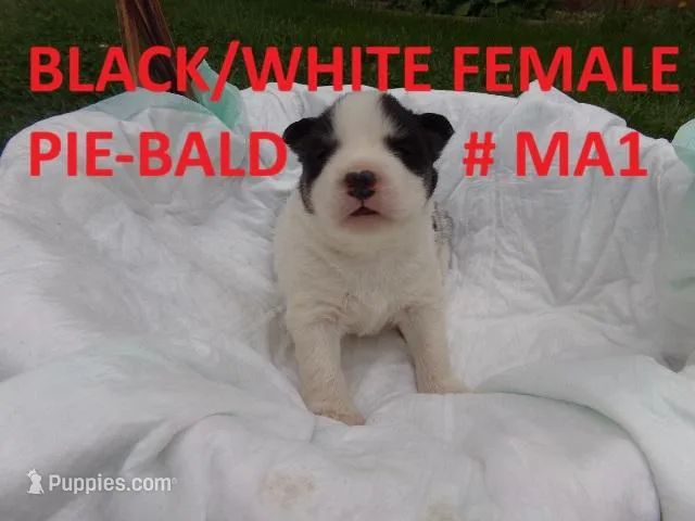 MA1 – Siberian Husky puppy for sale in Roaring River, NC