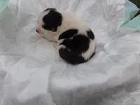 MA1, a female Siberian Husky for sale in Roaring River, NC – Photo 2 of 2