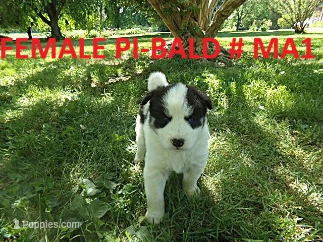 MA1 – Siberian Husky puppy for sale in Roaring River, NC