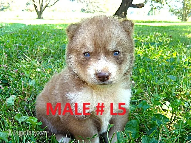 L5 – Siberian Husky puppy for sale in Roaring River, NC