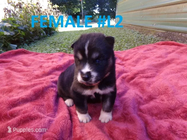 L2 – Siberian Husky puppy for sale in Roaring River, NC