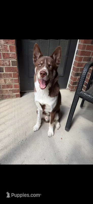 Benito – Siberian Husky puppy for sale in Roaring River, NC