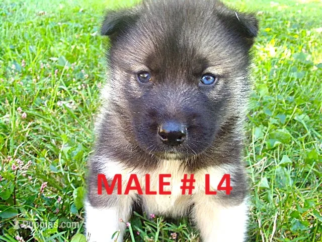 L4 – Siberian Husky puppy for sale in Roaring River, NC