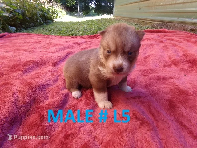 L5 – Siberian Husky puppy for sale in Roaring River, NC