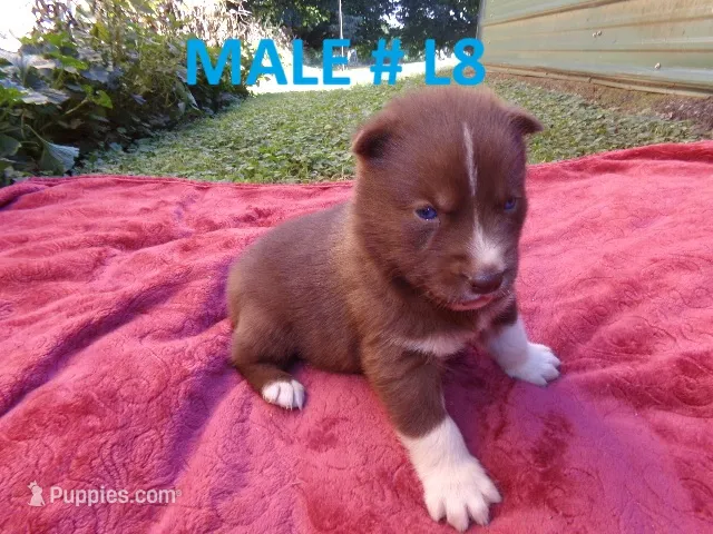 L8 – Siberian Husky puppy for sale in Roaring River, NC