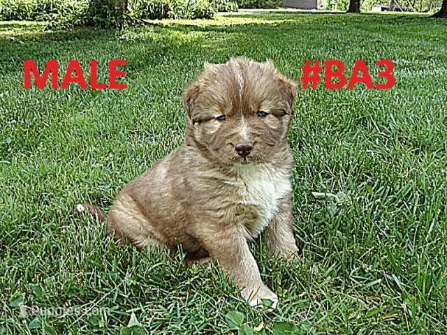 MA3 – Siberian Husky puppy for sale in Roaring River, NC