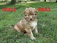 MA3, a male Siberian Husky for sale in Roaring River, NC – Photo 1 of 3