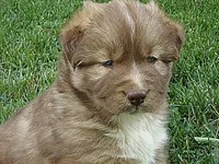 MA3, a male Siberian Husky for sale in Roaring River, NC – Photo 2 of 3