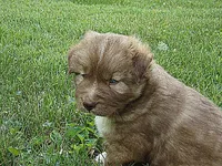 MA3, a male Siberian Husky for sale in Roaring River, NC – Photo 3 of 3