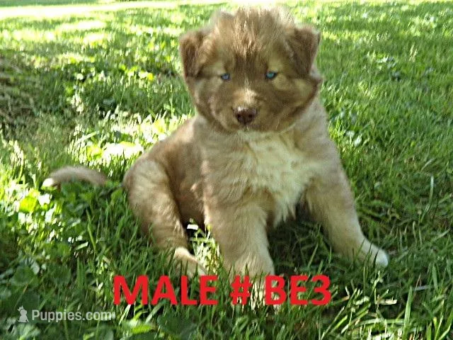 BE3 – Siberian Husky puppy for sale in Roaring River, NC