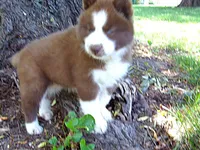 S2, a female Siberian Husky for sale in Roaring River, NC – 2 of 5