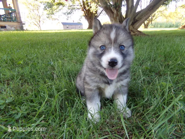 BA1 – Siberian Husky puppy for sale in Roaring River, NC