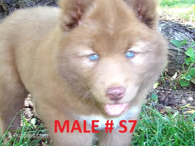 S7 – Siberian Husky puppy for sale in Roaring River, NC