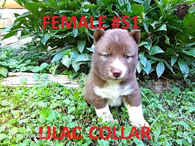 S1 – Siberian Husky puppy for sale in Roaring River, NC