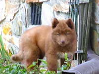 S7, a male Siberian Husky for sale in Roaring River, NC – 4 of 4