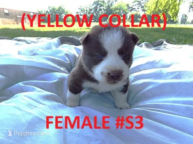 S3 – Siberian Husky puppy for sale in Roaring River, NC