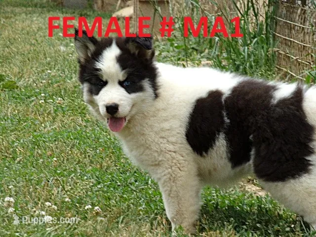 MA1 – Siberian Husky puppy for sale in Roaring River, NC