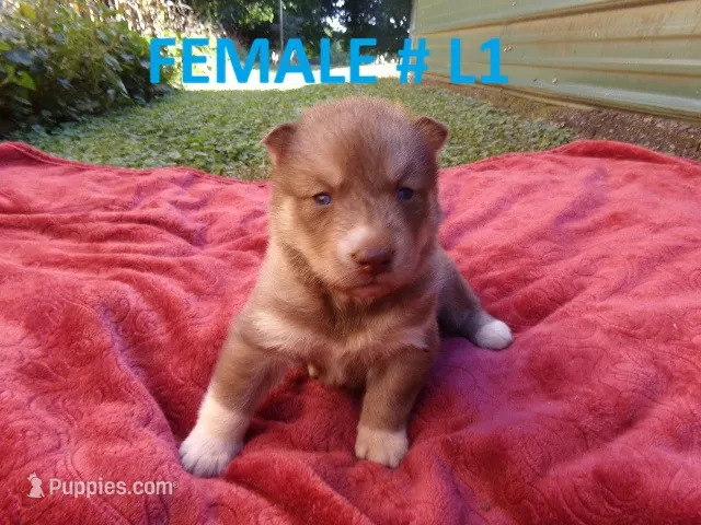 L1 – Siberian Husky puppy for sale in Roaring River, NC