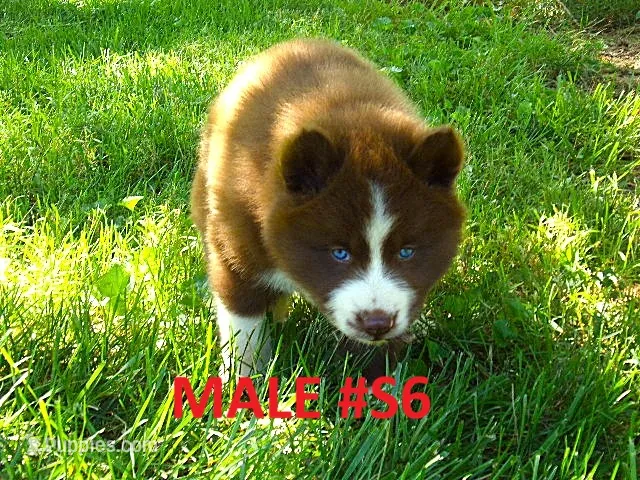 S6 – Siberian Husky puppy for sale in Roaring River, NC