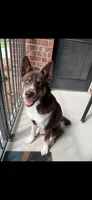 Benito, a male Siberian Husky for sale in Roaring River, NC – 2 of 4