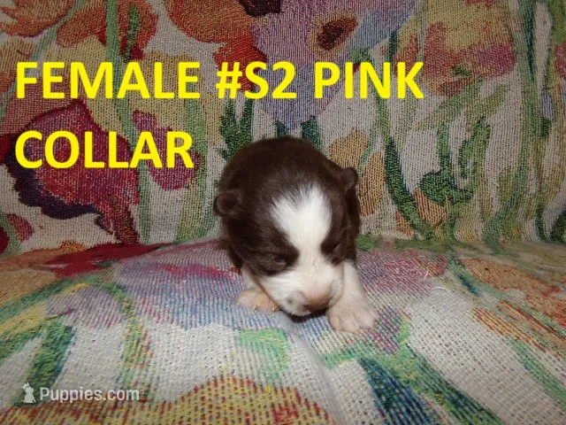 S2 – Siberian Husky puppy for sale in Roaring River, NC