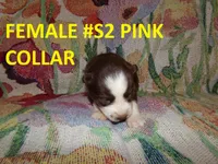 S2, a female Siberian Husky for sale in Roaring River, NC – 1 of 1