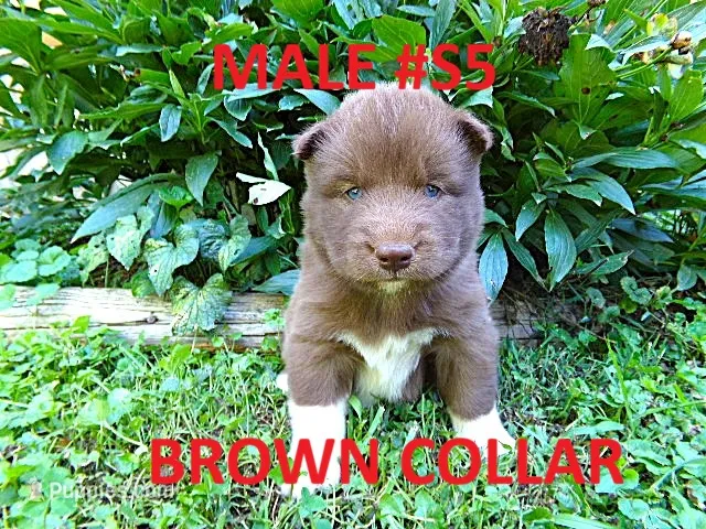 S5 – Siberian Husky puppy for sale in Roaring River, NC